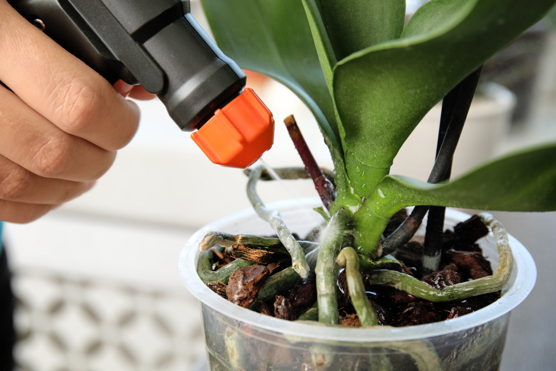 Orchid Fertilizer Everything You Need to Know Brilliant Orchids