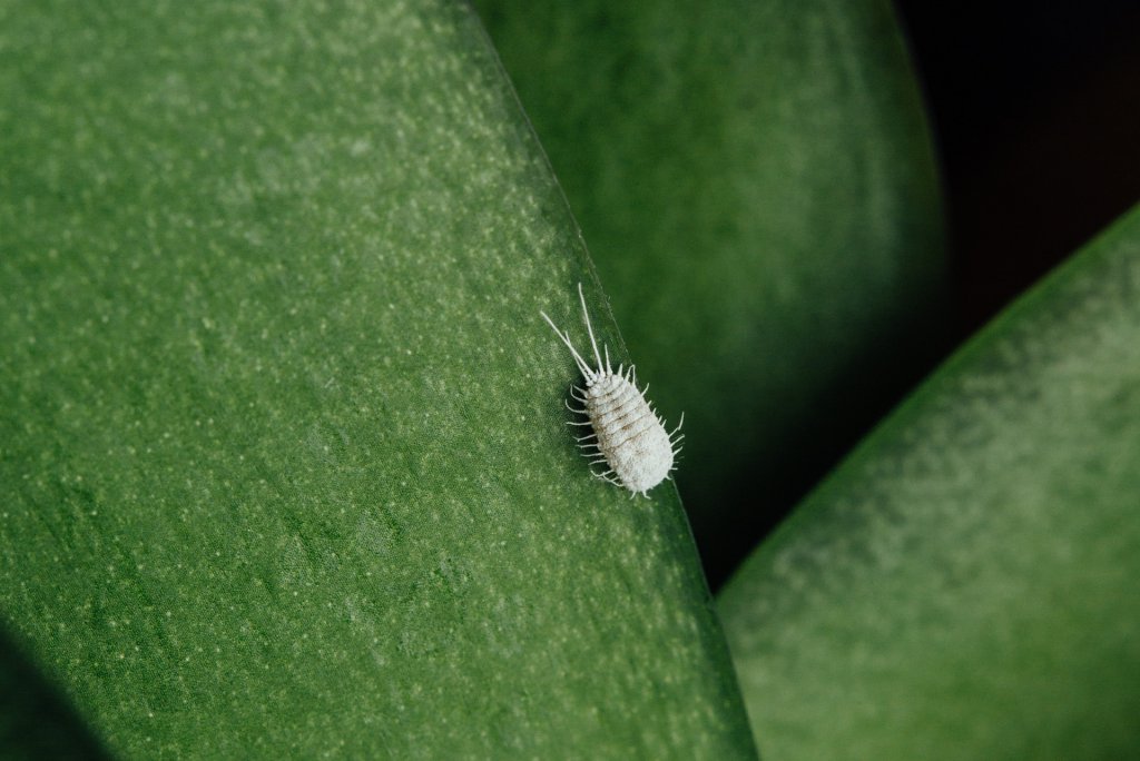 Mealybug on an orchid leaf