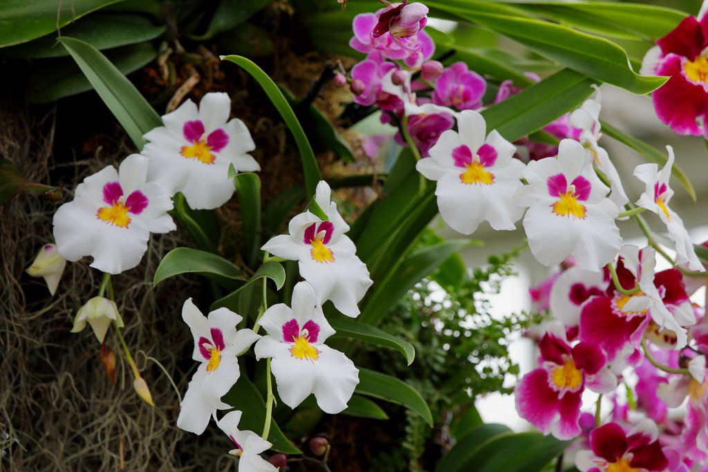 Miltoniopsis flowers in various colors