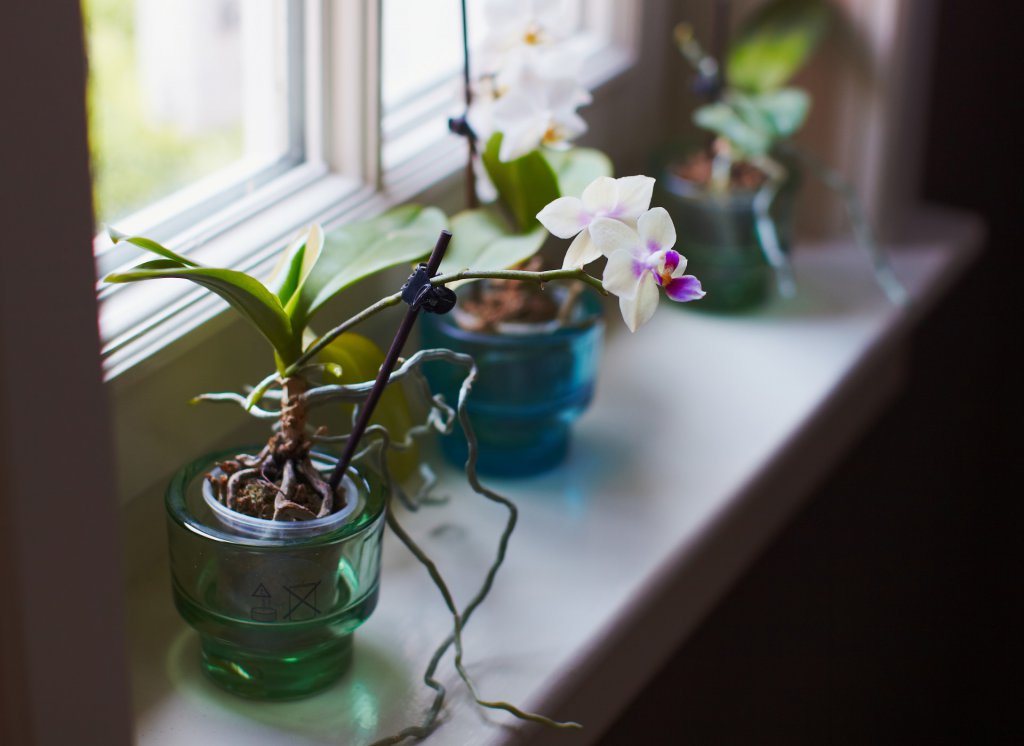 Mini orchids on a windowsill