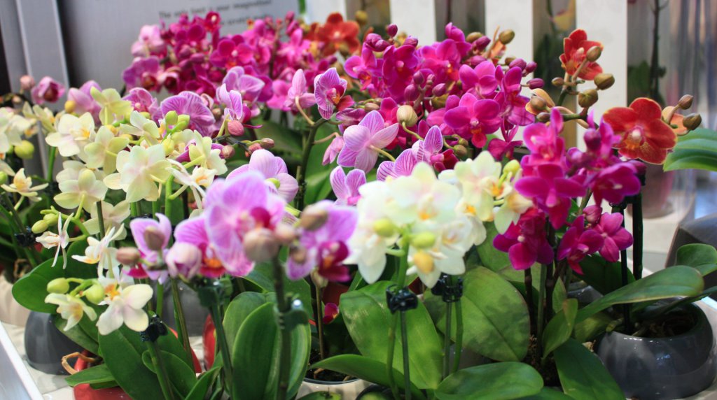 Mini Phalaenopsis orchids in various colors