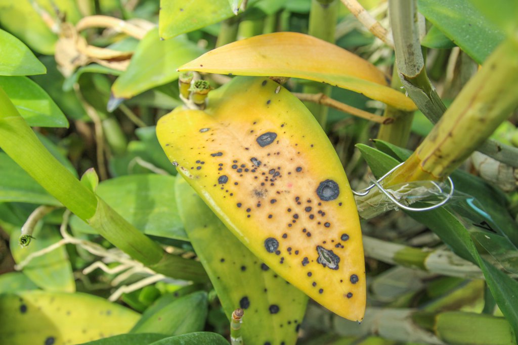 Yellow orchid leaves with black spots