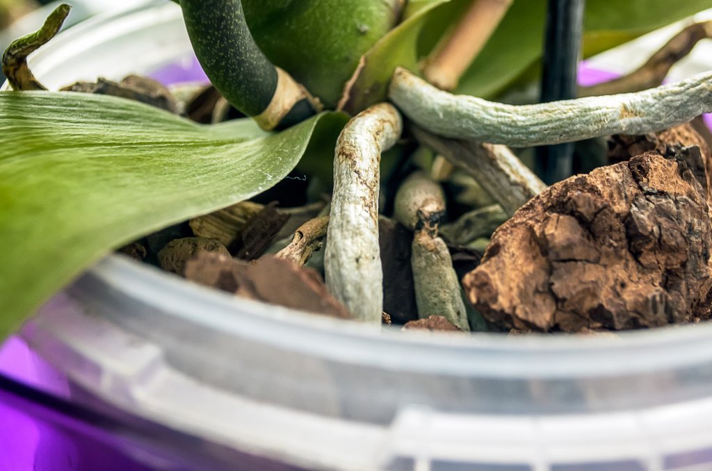 Closeup of an orchid's roots