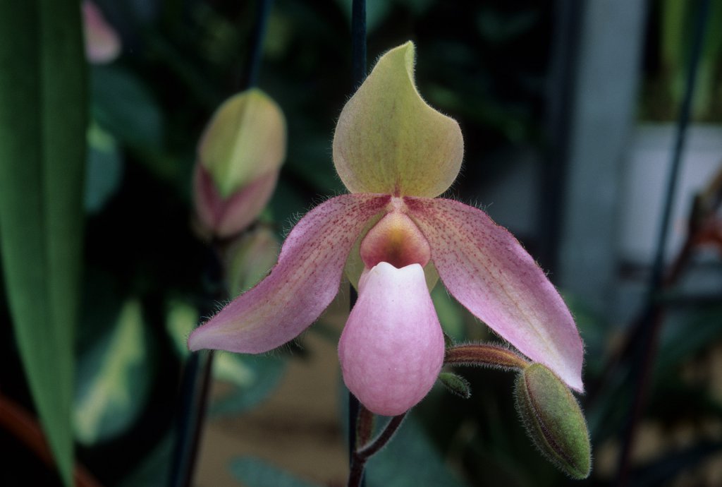 Paphiopedilum deperle growing in low light conditions