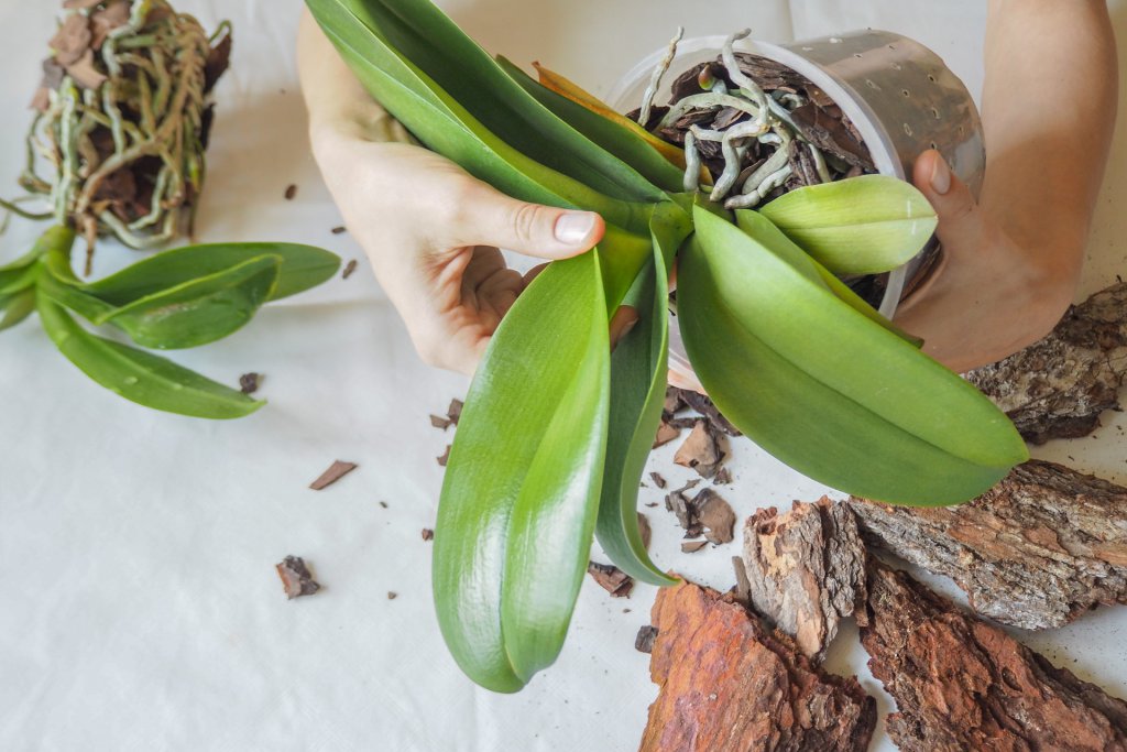 Removing an orchid from its pot during repotting