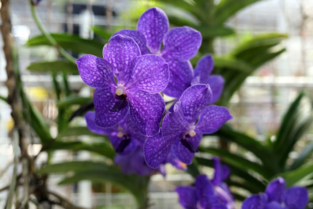 Vanda orchid in botanical garden