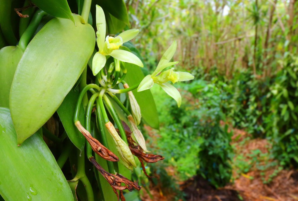 Vanilla orchid on Reunion island