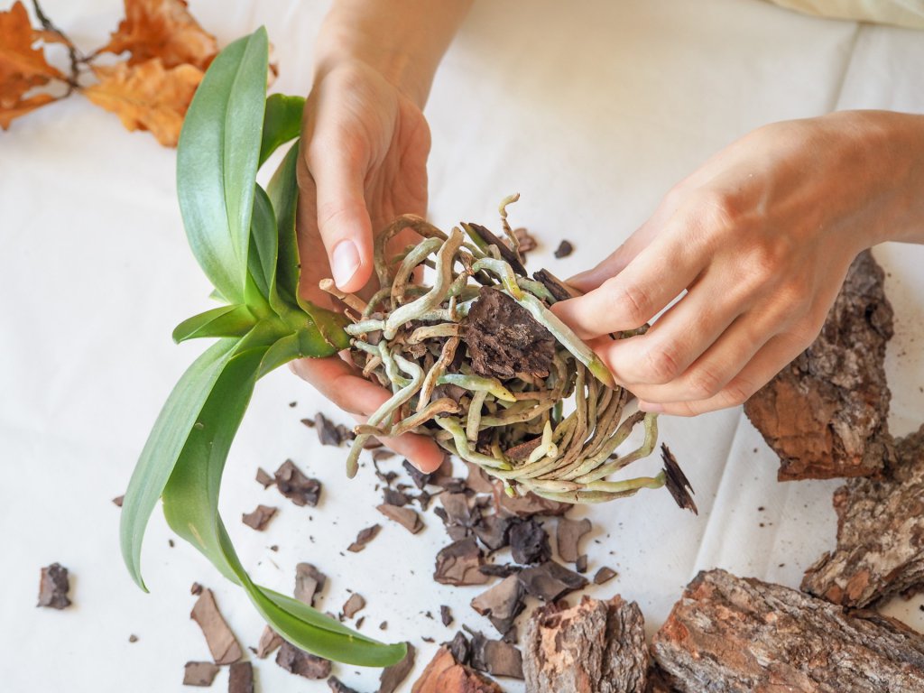 Cleaning the roots of an orchid when repotting