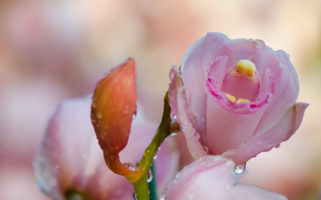 Pink cymbidium flower covered in water