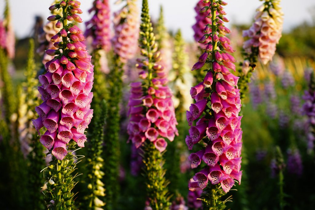 Pink foxgloves in a field