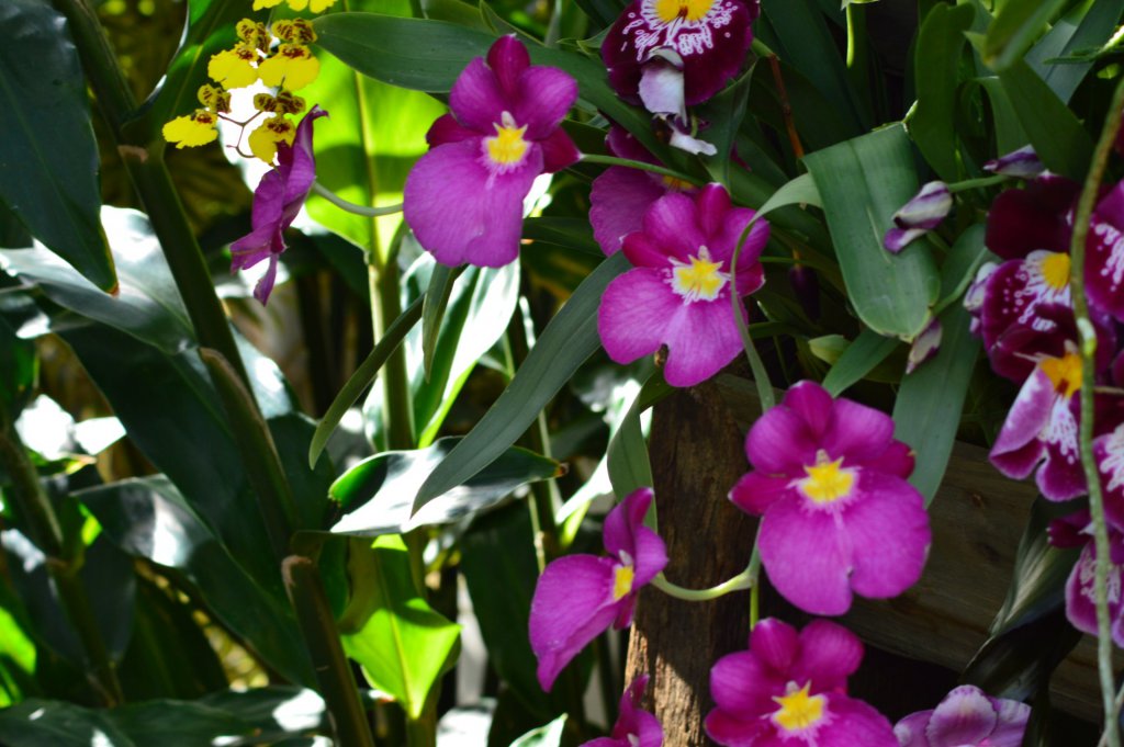 Purple Miltoniopsis orchids growing in the shade