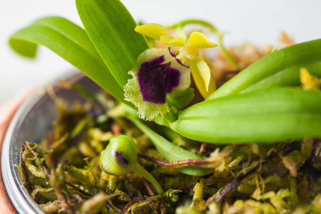 Mini orchid in a pot