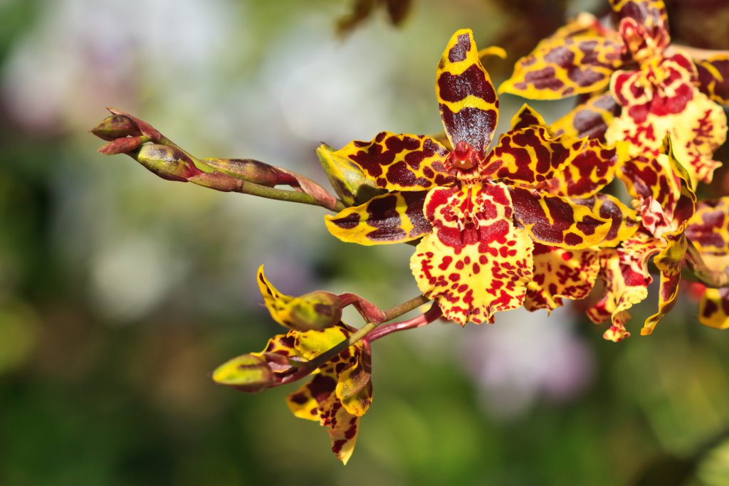 Yellow and red Oncidium hybrid