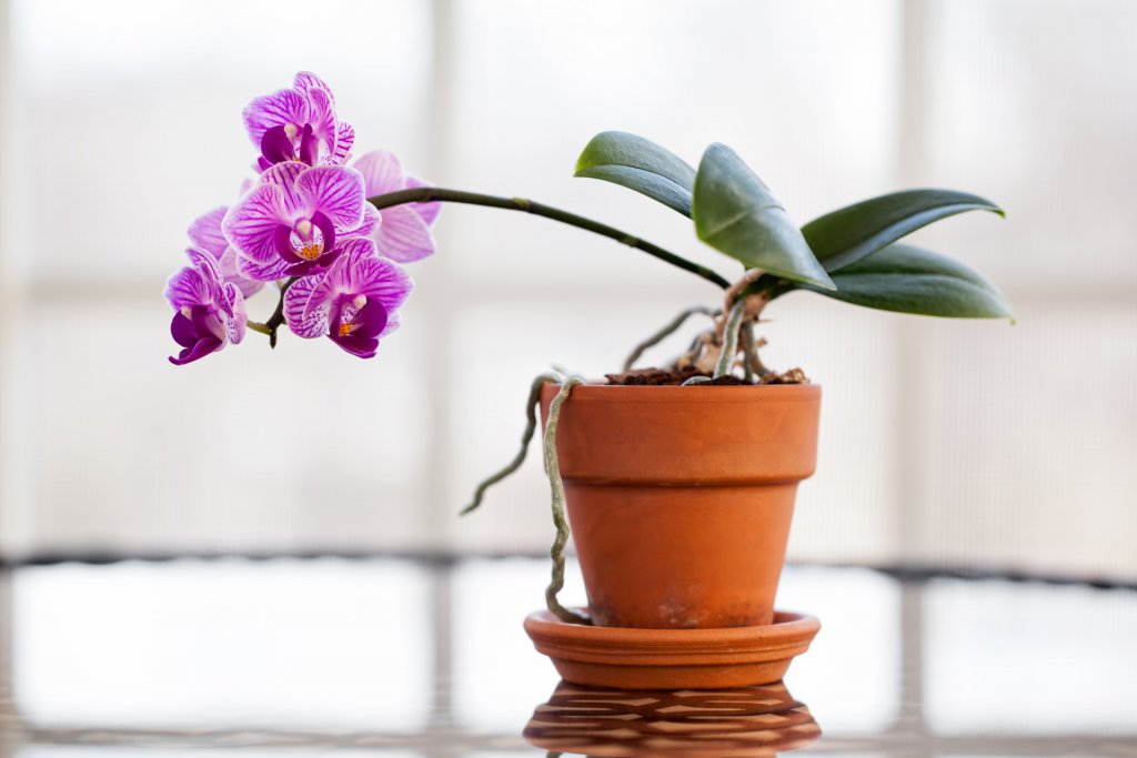 Phalaenopsis orchid on a humidity dish