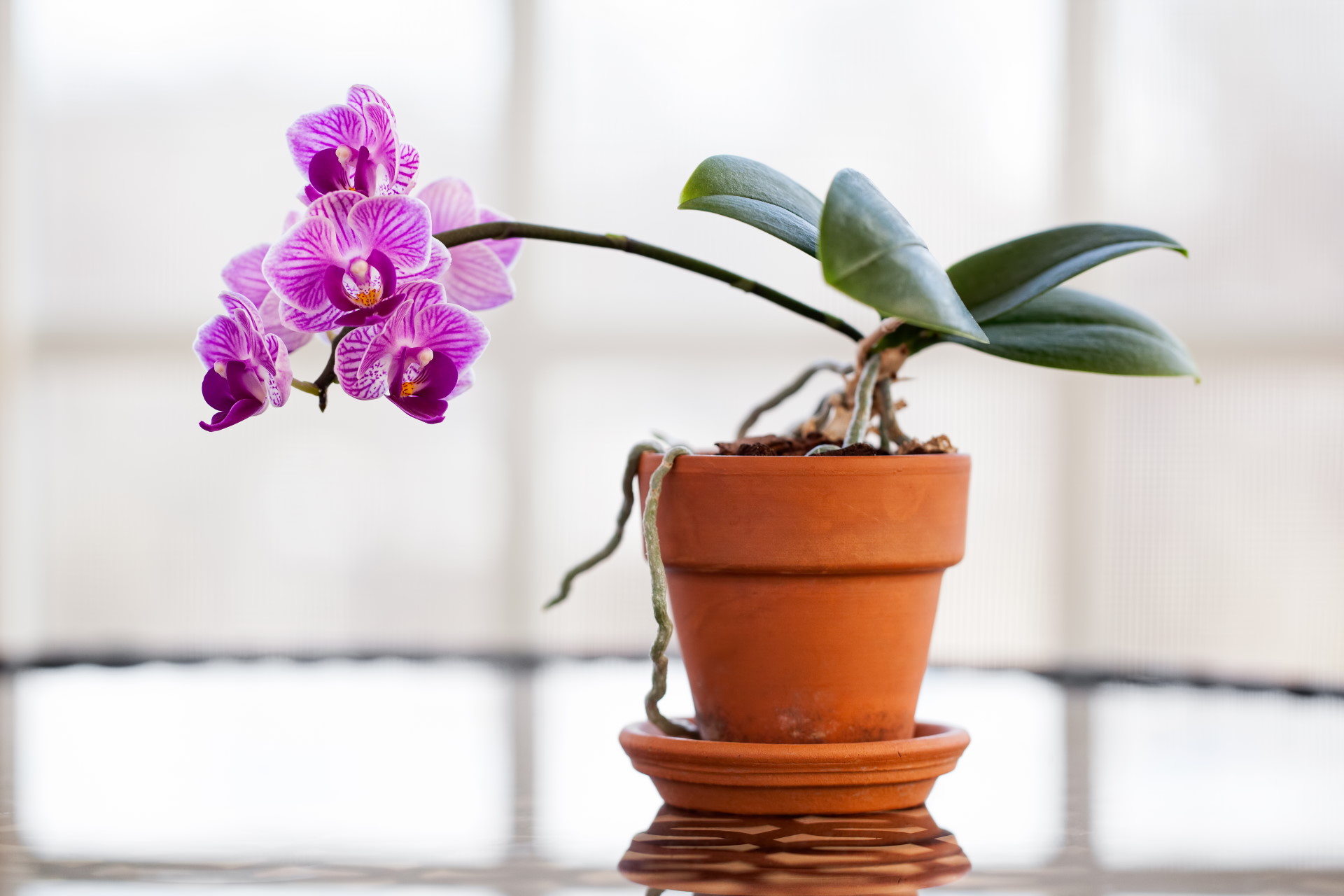 How to Water an Orchid Care Guide & Pictures Brilliant Orchids