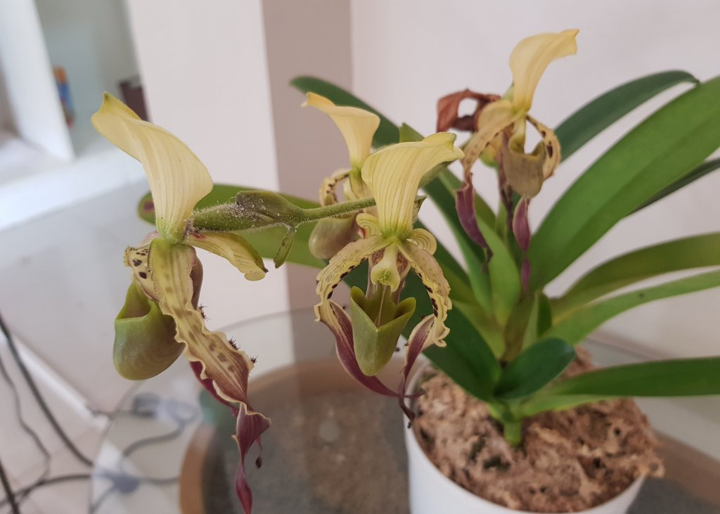 Paphiopedilum in a pot