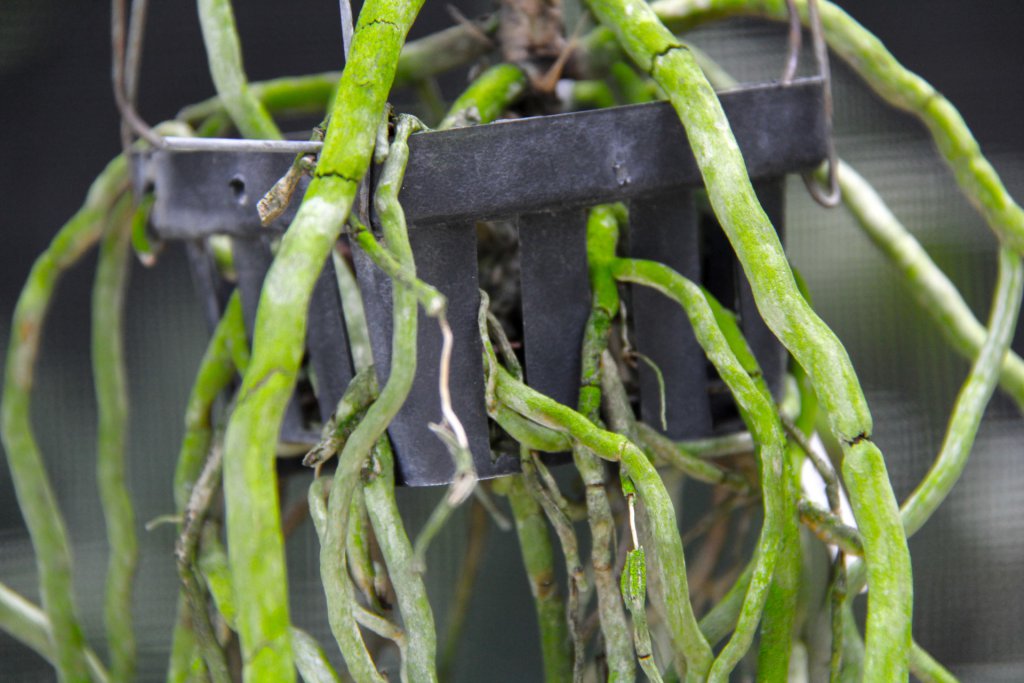 Vanda roots growing out of a hanging basket