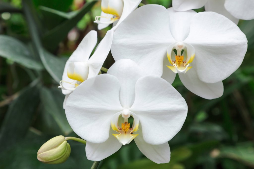 White Phalaenopsis orchid growing outdoors