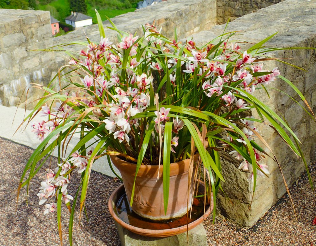 Cymbidium plant in a pot