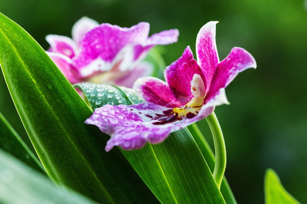 Miltonia orchids in bloom