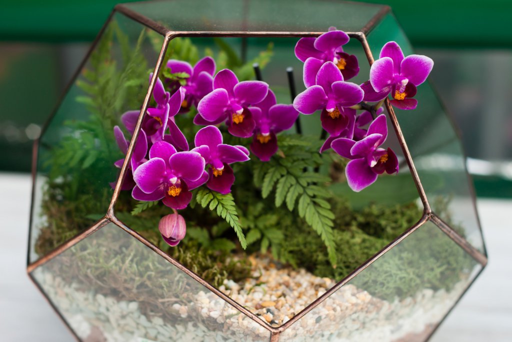 Mini orchids in a terrarium