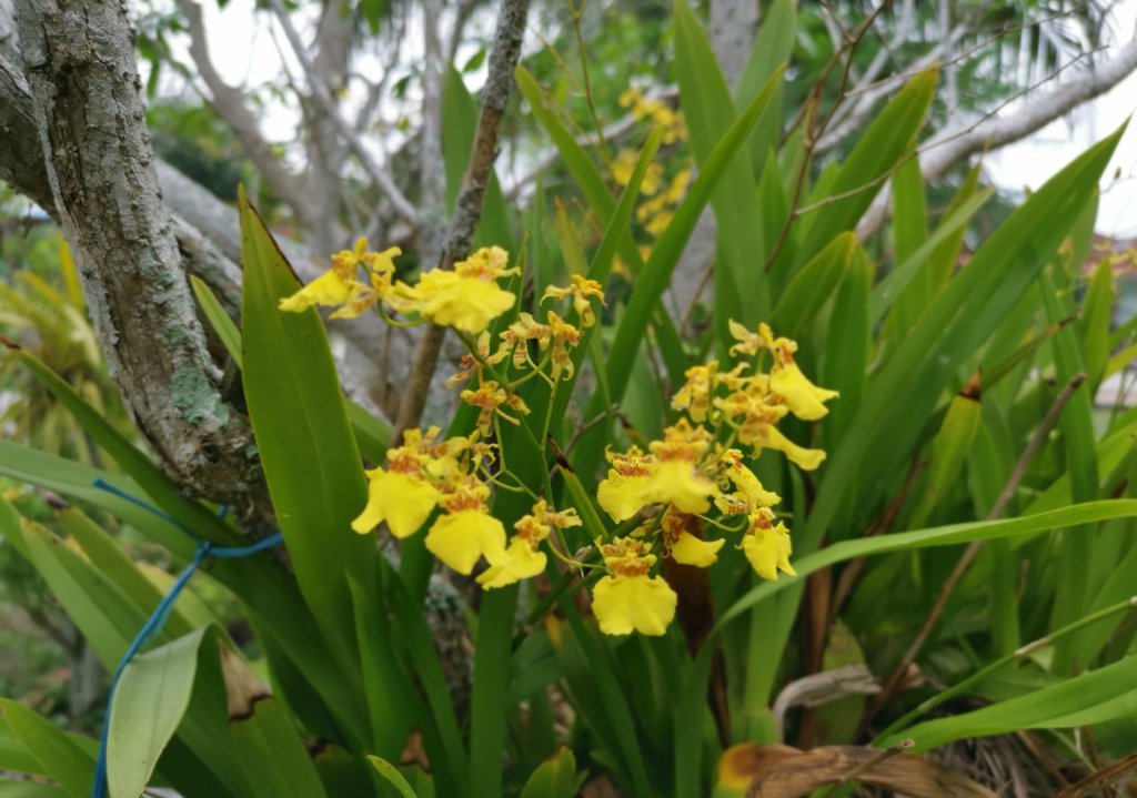 Oncidium altissimum