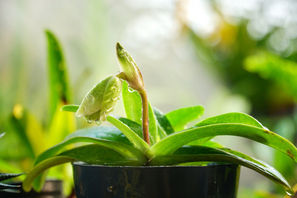 Paphiopedilum after watering in a nursery