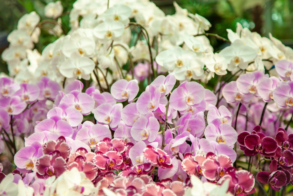 Phalaenopsis orchids in different colors