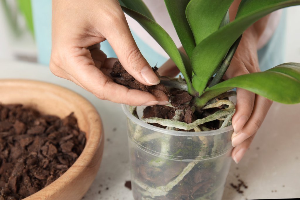 Placing an orchid in its new pot with fresh potting medium