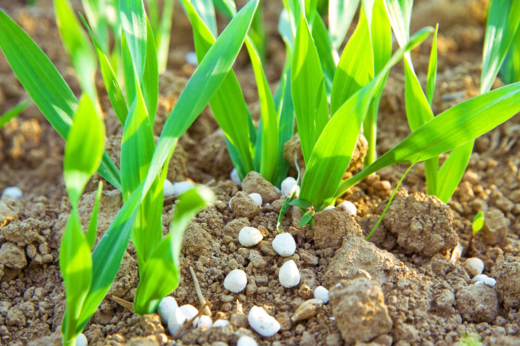 Regular fertilizer granules on the ground