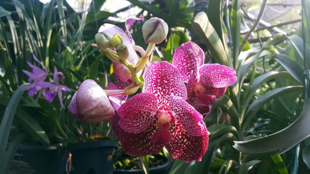 Vanda orchids growing in a greenhouse
