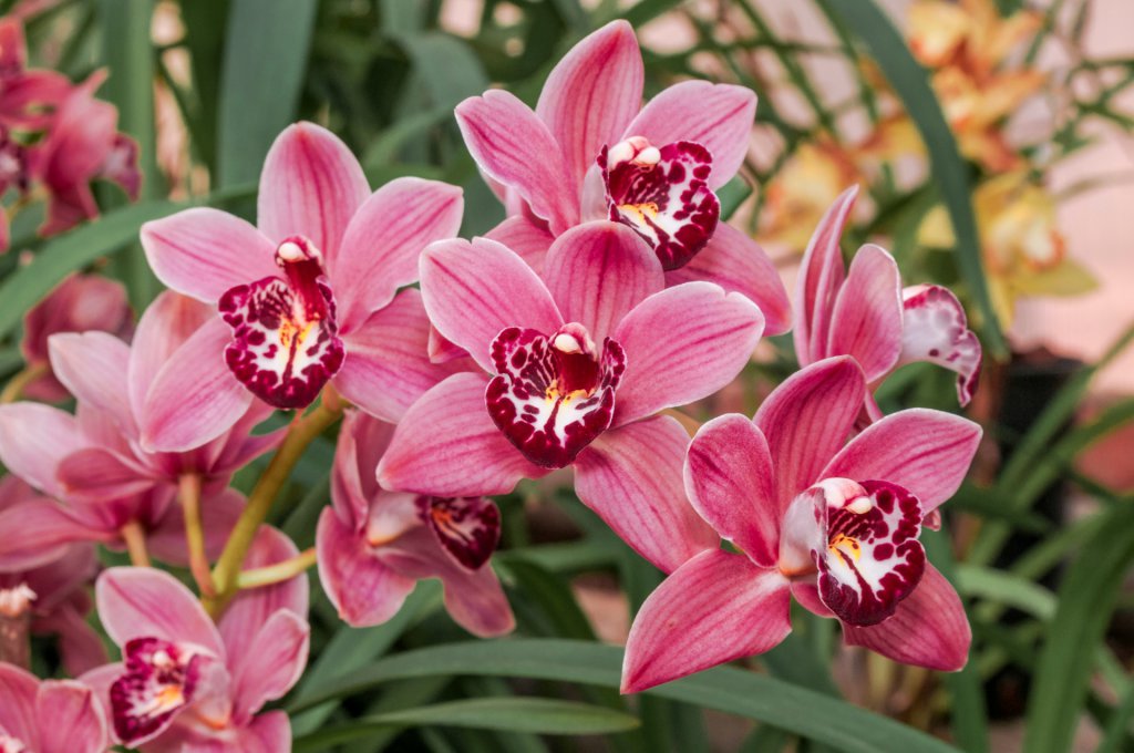 Pink cymbidium blooms in Moscow