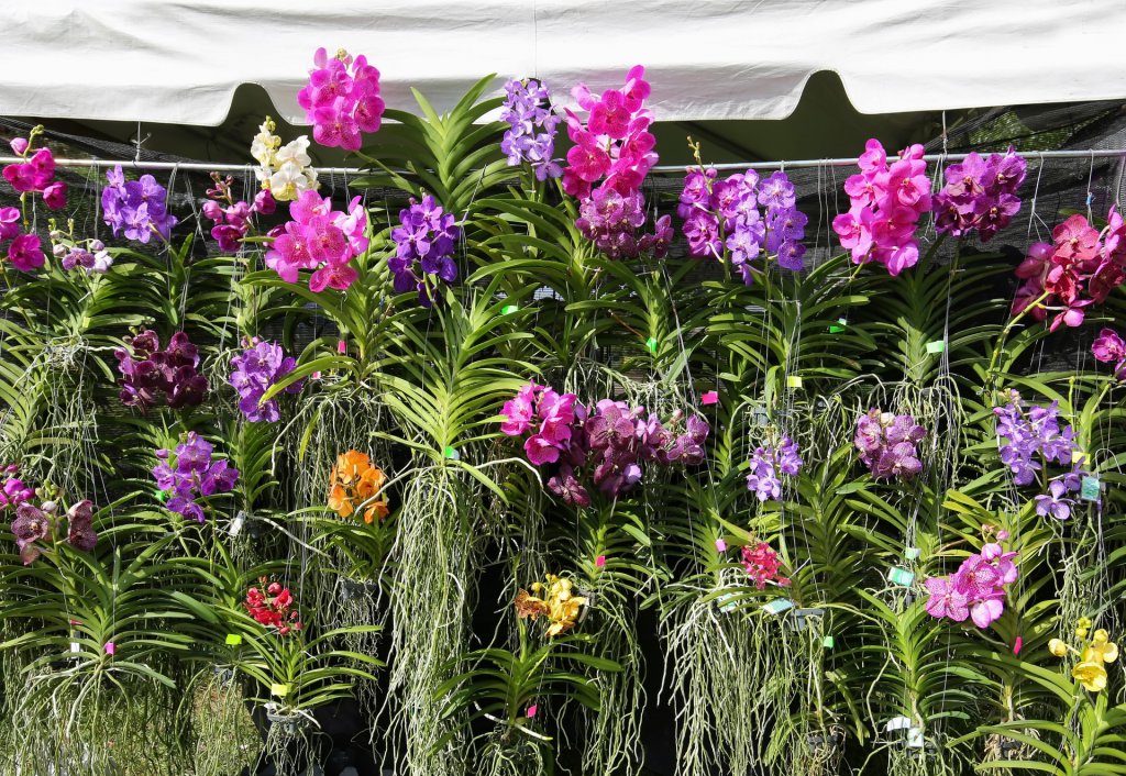 Hanging basket display with Vanda orchids