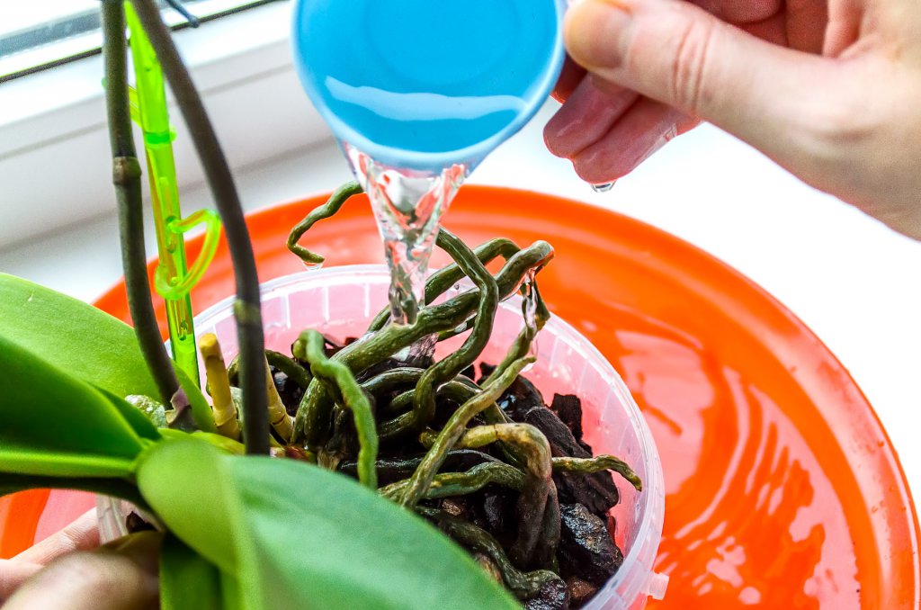 Watering an orchid's roots