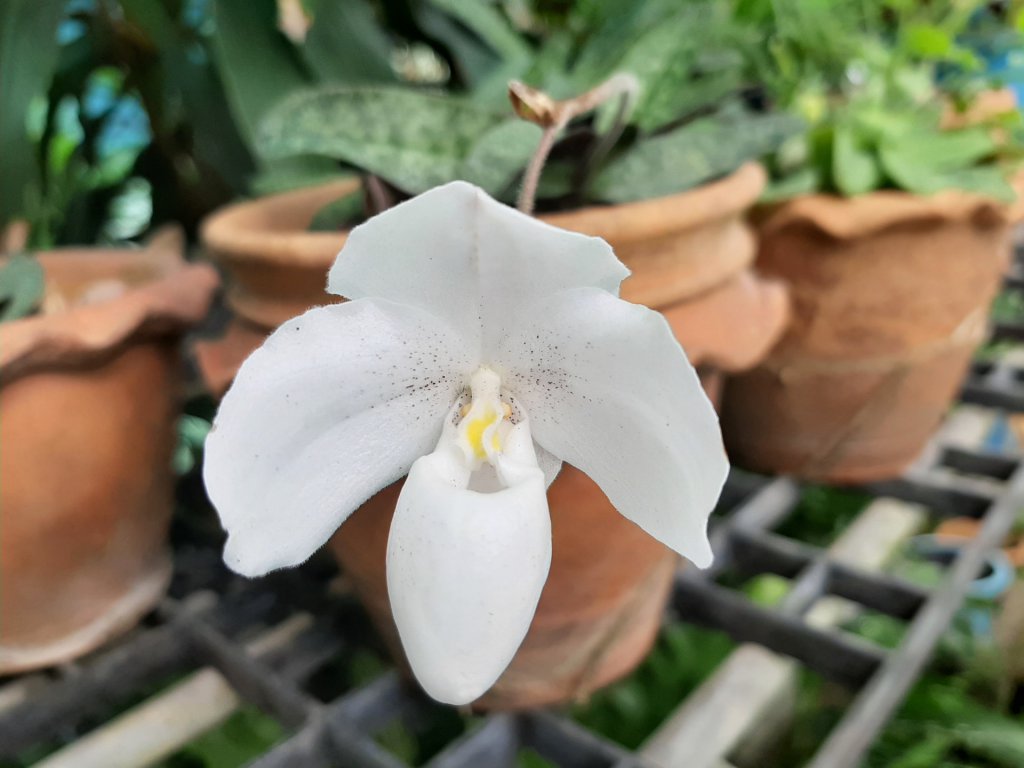 White Paphiopedilum in a pot
