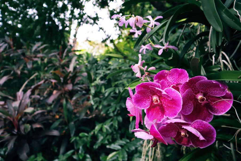 Purple Phalaenopsis orchid growing in the wild in Thailand