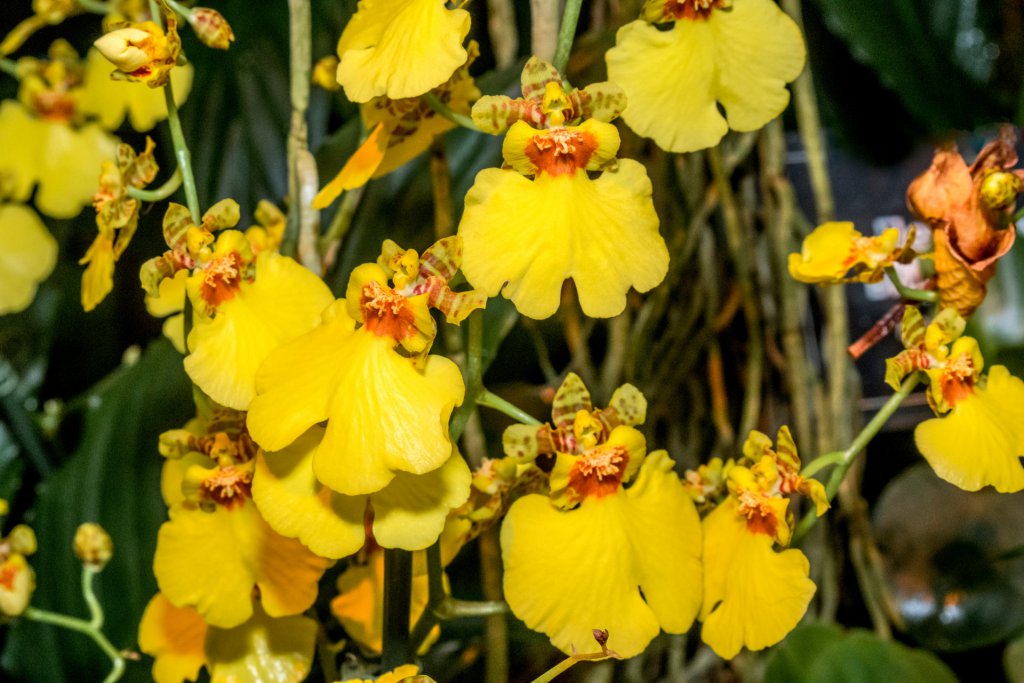 Yellow Oncidiums growing in a greenhouse