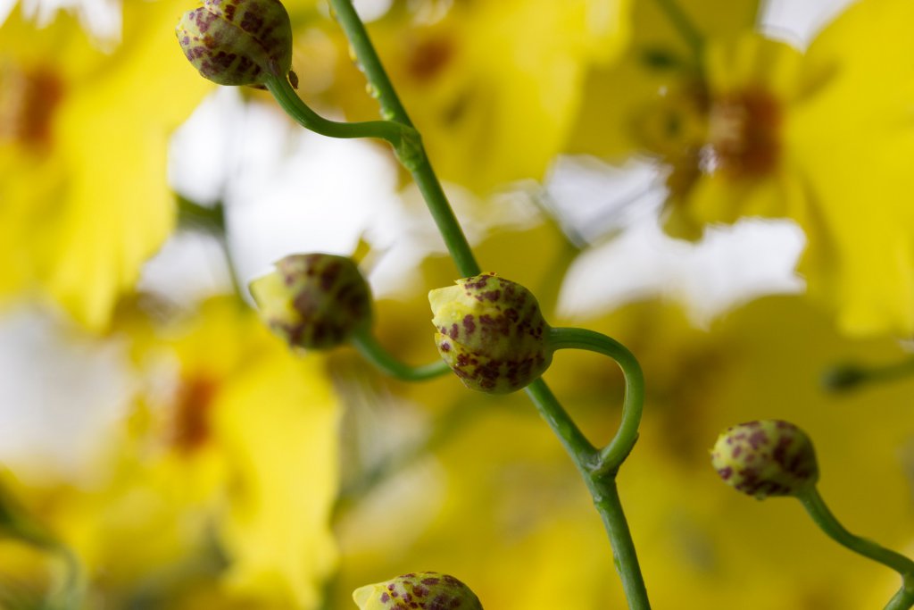 Oncidium flower buds