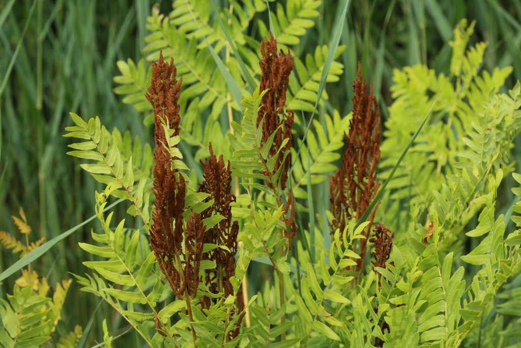 Osmunda ferns growing outside