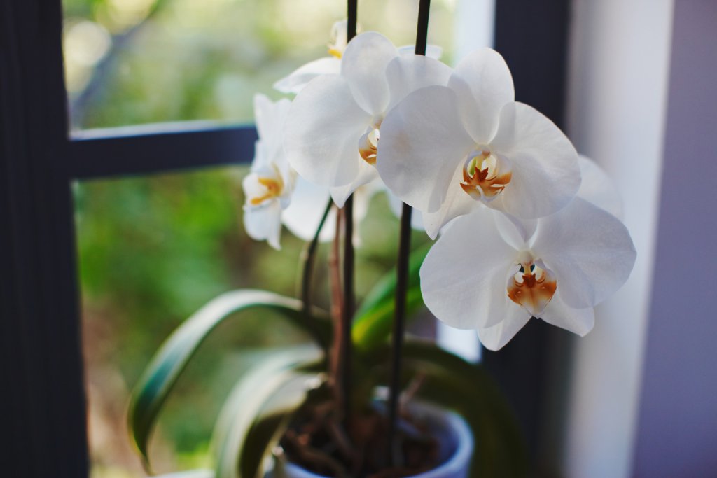 White Phalaenopsis plant growing by a window