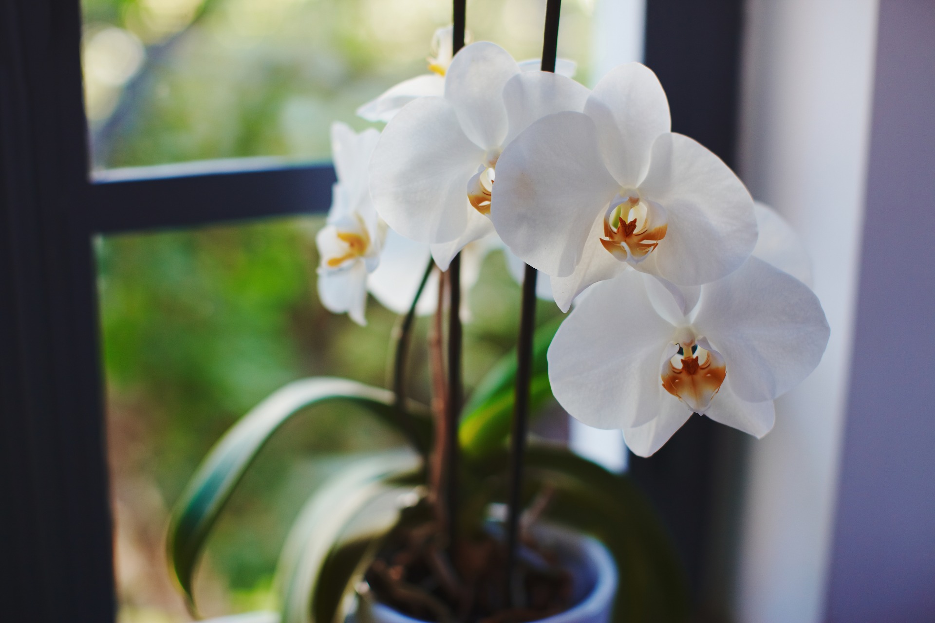 Phalaenopsis Moth Orchid Care Guide Pictures Brilliant Orchids