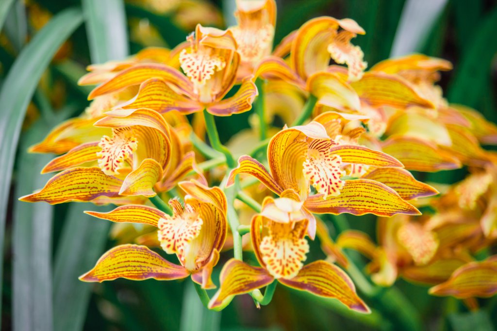 Yellow Paphiopedilum blooms