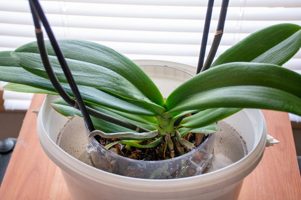 Watering a Phalaenopsis plant by immersing the roots