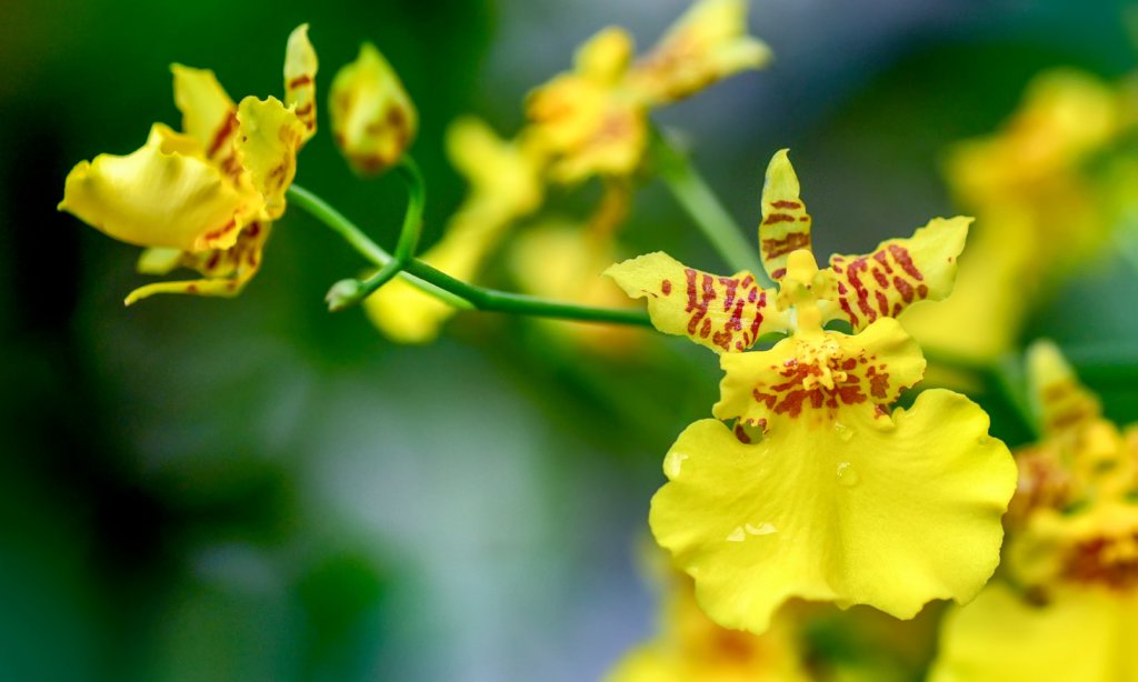 Yellow Oncidium flower