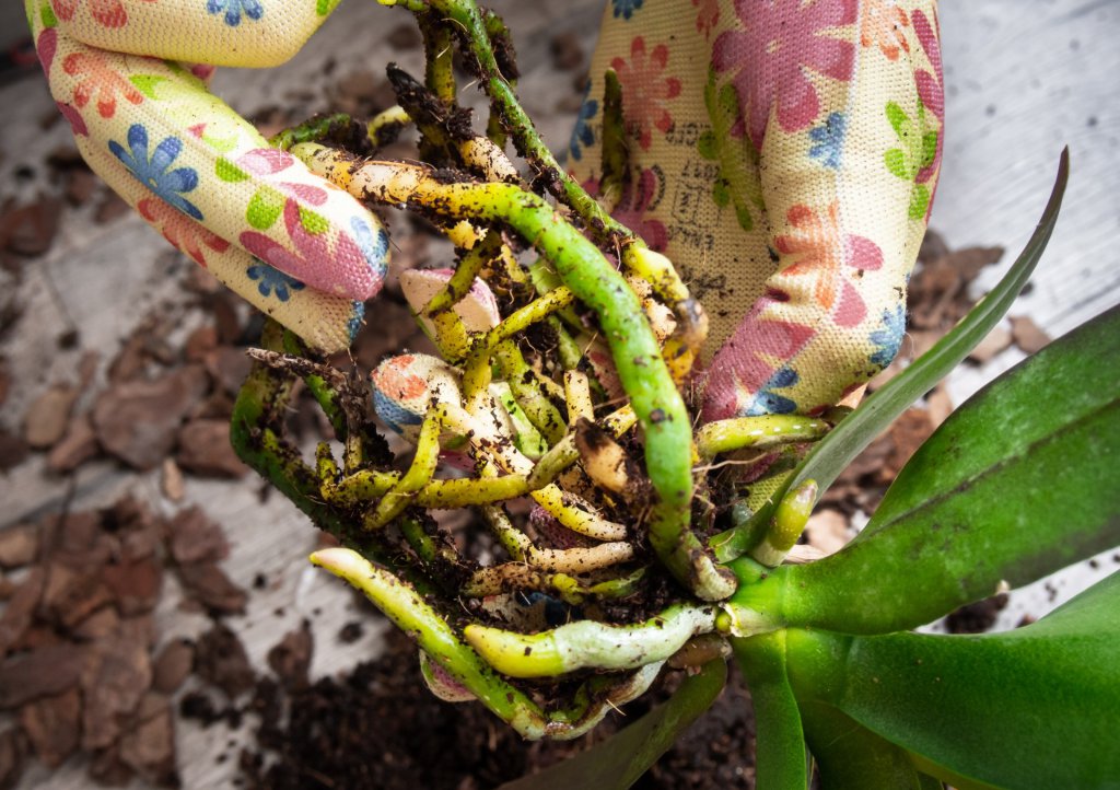 Decomposing potting medium around the roots of a Phalaenopsis