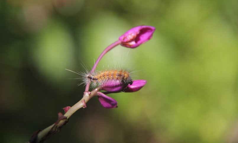 Caterpillar on orchid flower