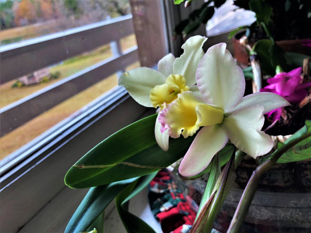 Light yellow Cattleya growing indoors by a window