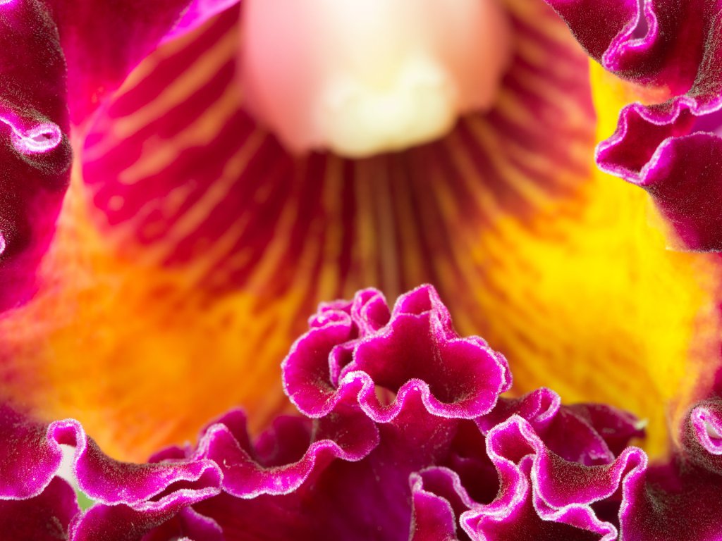 Close-up of a Cattleya's wrinkled petals