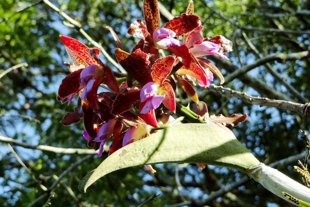 Wild cattleya leopoldii growing on a tree in Brazil