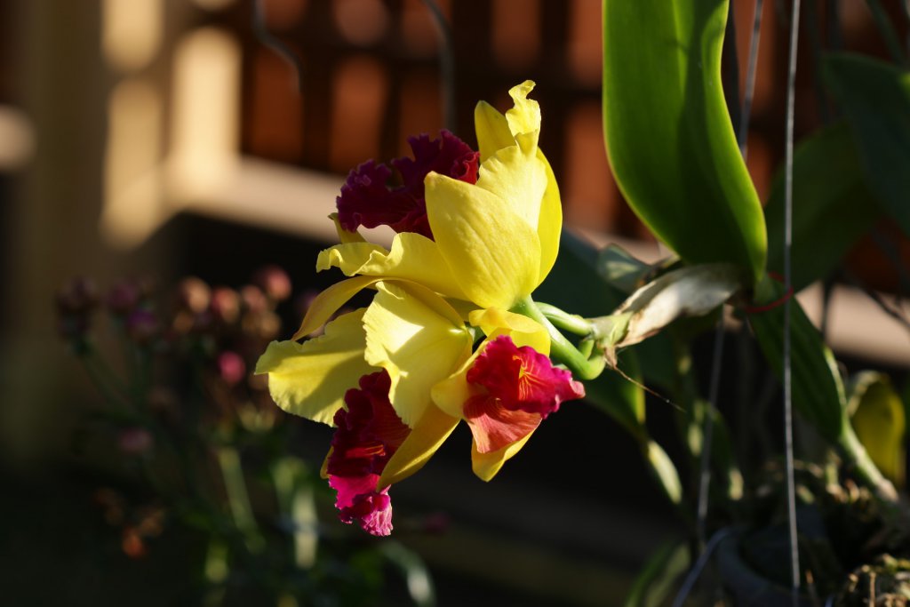 Yellow Cattleya clipped to a stake for support